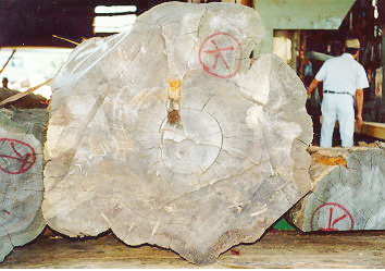 丸太を持ち込んでいる製材風景 丸太を持ち込んでいる製材風景