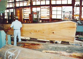 この木は長さが6m、元径1m40㎝もあります この木は長さ6m、元径1m40㎝もあります